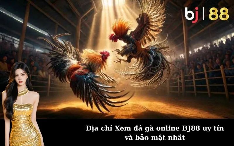 Địa chỉ Xem đá gà online BJ88 uy tín và bảo mật nhất